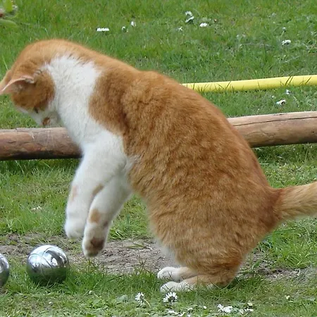 Im Atelierhaus Auf Dem Kuenstlerhof Апартаменты Falkenberg (Markisch-Oderland)